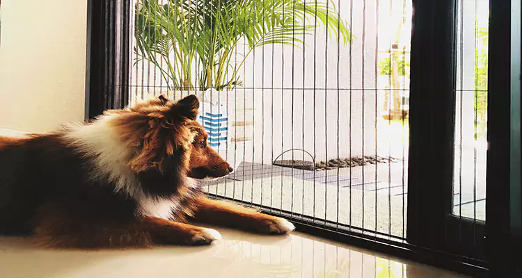 Sliding Screen Pet Door Repair in Casselberry, FL
