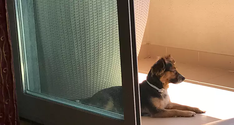 French Door Pet Screen Repair in Casselberry, FL